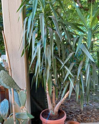 pianta tronchetto felicità 