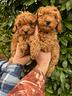 cuccioli-di-barboncino-red