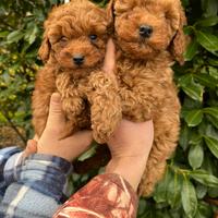 Cuccioli di Barboncino Red