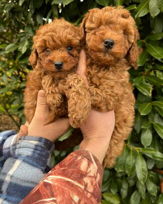 Cuccioli di Barboncino Red