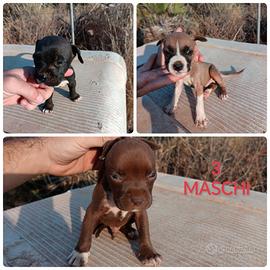 American pitbull terrier