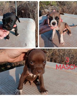 American pitbull terrier