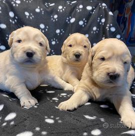 Cuccioli Golden retriever americani
