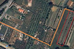 Terreno agricolo con pozzo, oliveta e frutteto