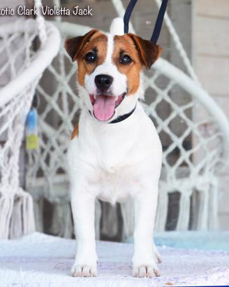Jack russell femmina alta genealogia