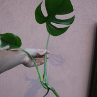 pianta monstera deliciosa radicata