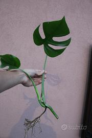 pianta monstera deliciosa radicata