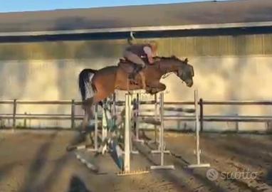 Elegante cavalla con grande potenziale sul salto