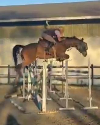 Elegante cavalla con grande potenziale sul salto