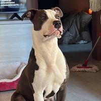 Pitbull maschio per monta