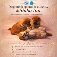 Shiba inu cuccioli