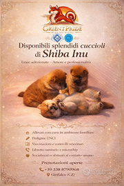 Shiba inu cuccioli
