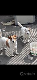 Coppia jack russel con pedigree enci