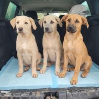 Cuccioli chiari meticci 4mesi