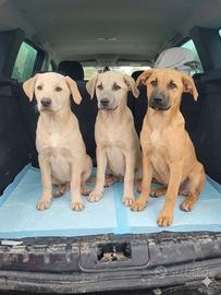 Cuccioli chiari meticci 4mesi