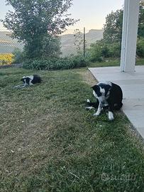 Cuccioli di Border Collie