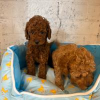 Barboncini red con pedigree enci