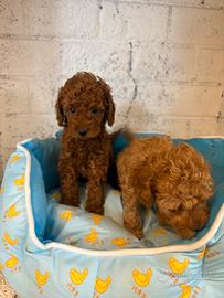 Barboncini red con pedigree enci