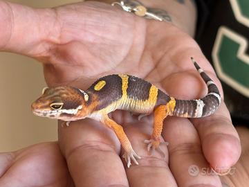 Geko Leopardino BNTangerine