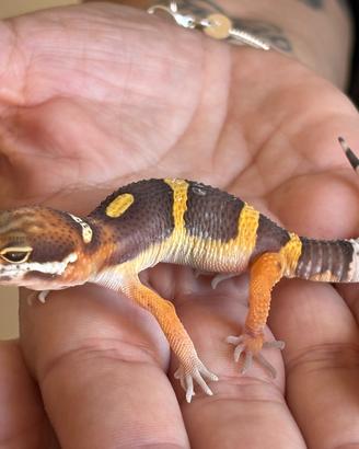 Geko Leopardino BNTangerine