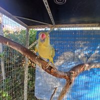 Parrocchetto dal collare femmina