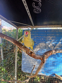 Parrocchetto dal collare femmina