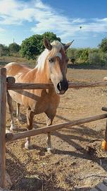 Haflinger documenti originali