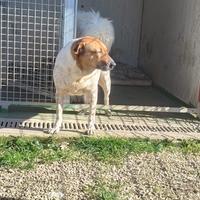 Clara cane 6 anni taglia media dolcissima