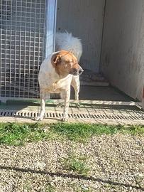 Clara cane 6 anni taglia media dolcissima