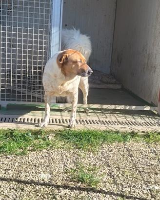 Clara cane 6 anni taglia media dolcissima