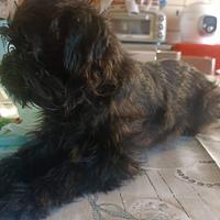 Cuccioli di barboncino