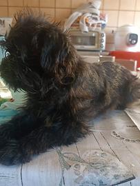 Cuccioli di barboncino