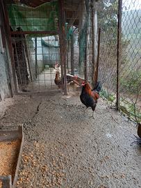 Disponibilità galletti incrocio araucana se qualcu