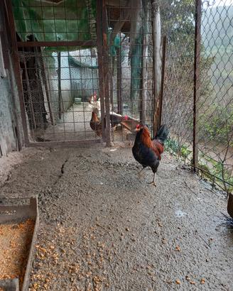 Disponibilità galletti incrocio araucana se qualcu