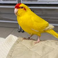 ? Kakariki 2024 allevato a mano - parla