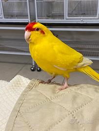 ? Kakariki 2024 allevato a mano - parla