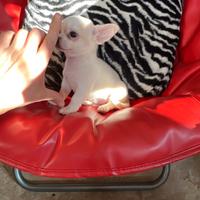 Chihuahua maschio bianco e arancio toy