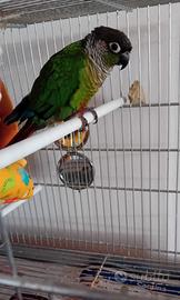 Pappagallo Conuro Guance verdi