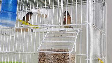 Cardinalino