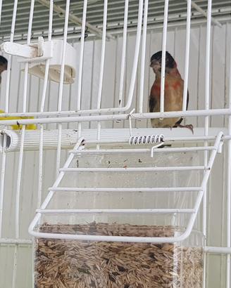 Cardinalino