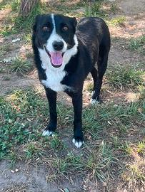 Cane simil Border collie
