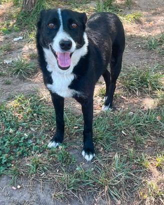 Cane simil Border collie