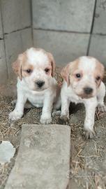 Cuccioli breton