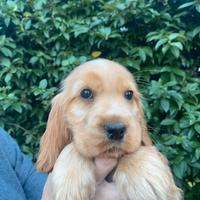 Cocker spaniel inglese