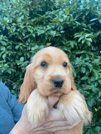 Cocker spaniel inglese