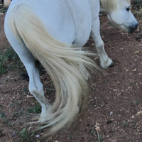 Cavallo/ pony da capriccio