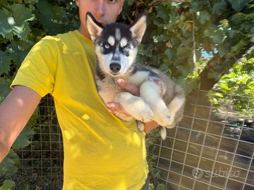 Siberian husky disponibili