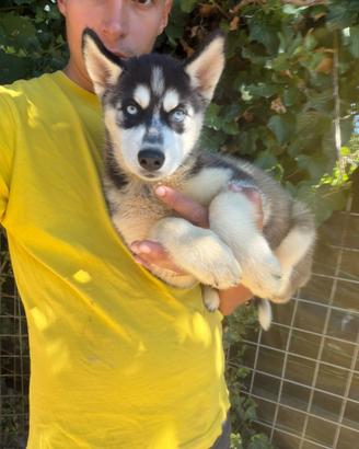 Siberian husky disponibili