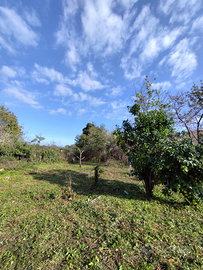 Vigna di mq 560 a Santa Venerina CT (cosentini)