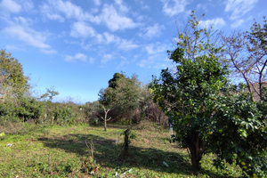 Vigna di mq 560 a Santa Venerina CT (cosentini)